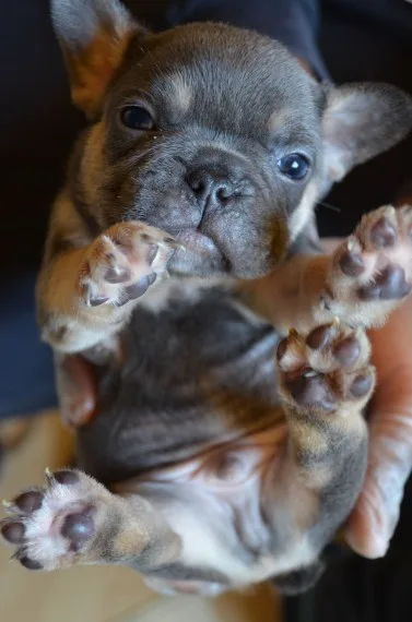 French bulldog 
