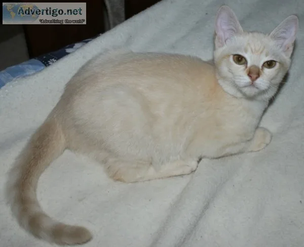 Gorgeous burmilla and asian tabby female