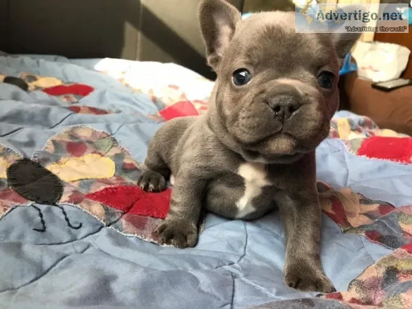 Waka french bulldog puppy for sale
