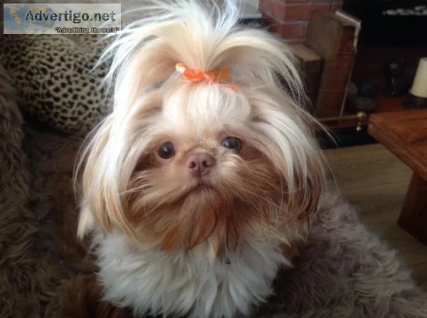 Yorkshire terrier puppies