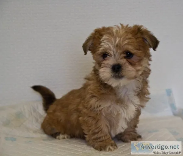 Yorkie cross pochoon
