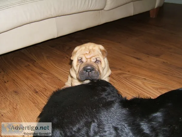 Chubbish shar-pei babies for sale