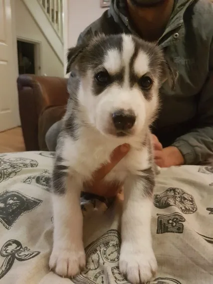 Siberian husky 