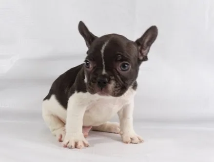 Baby-french bulldog puppy for sale