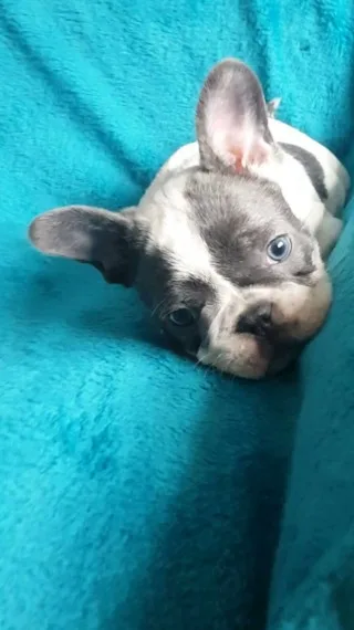Cute french bulldog for sale 