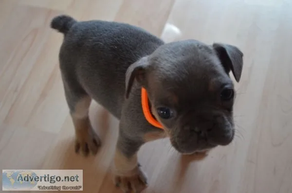 French bulldog 