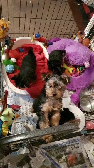 Yorkshire terrier puppies