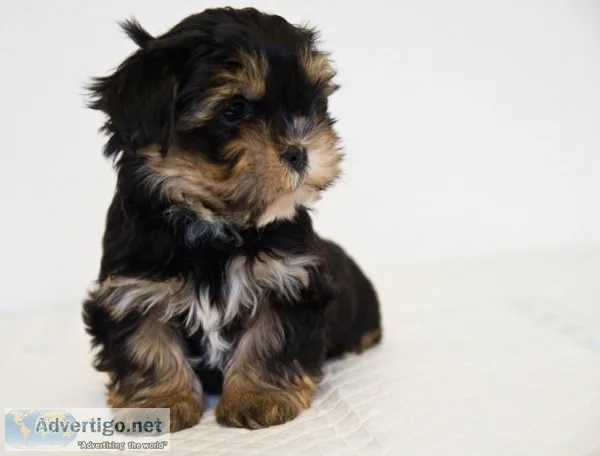 Yorkie cross pochoon