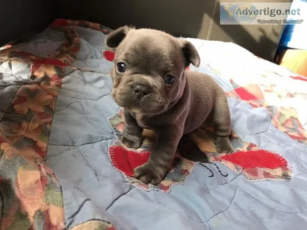 Waka french bulldog puppy for sale
