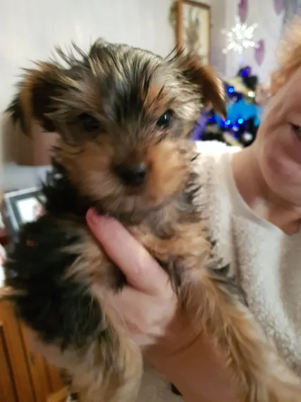 Yorkshire terrier puppies