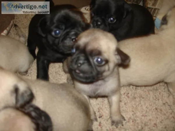 Black and fawn pug puppies ready