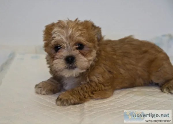 Yorkie cross pochoon