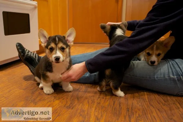 Pembroke welsh corgi puppies ready to go