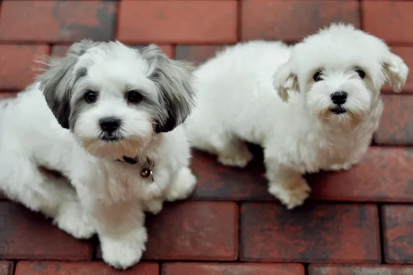 Shih tzu puppies available 