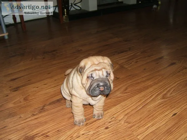 Chubbish shar-pei babies for sale