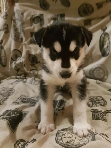 Siberian husky 