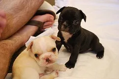 French bull dog puppies for sale 