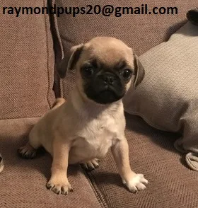 Dtrained pug puppies ready for adoption