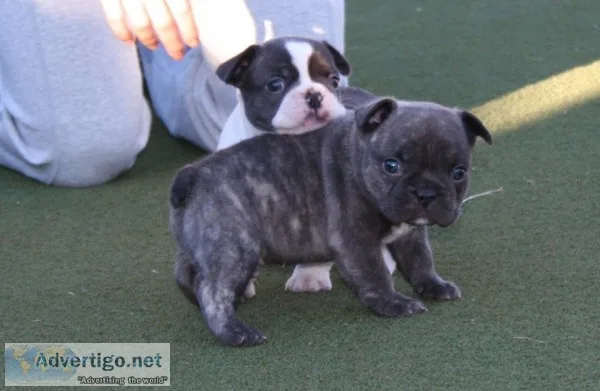 G- french bulldog puppy for sale 