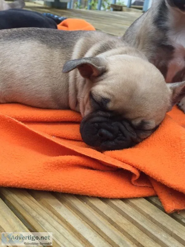 Daniella- french bulldog puppy for sale 