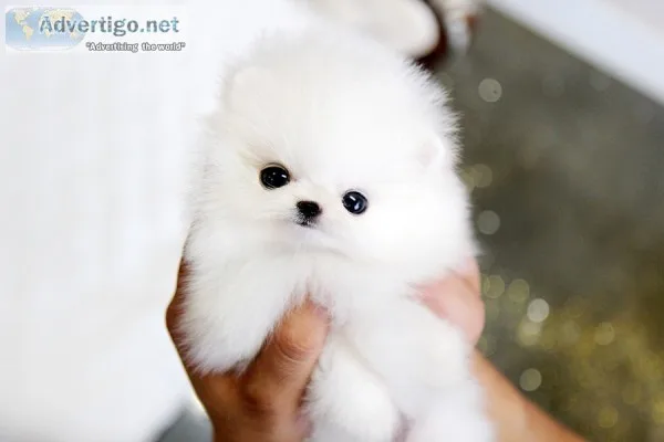 Awesome pomeranian puppies available