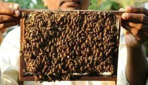Revive, energise and multiply your bees