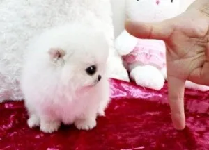 Awesome pomeranian puppies available