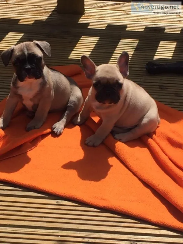 Daniella- french bulldog puppy for sale 