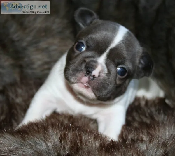 G- french bulldog puppy for sale 
