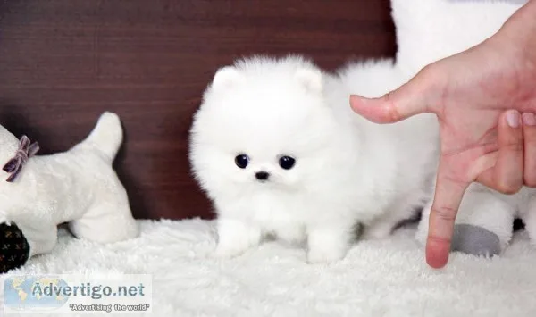 Playful pomeranian puppies available 