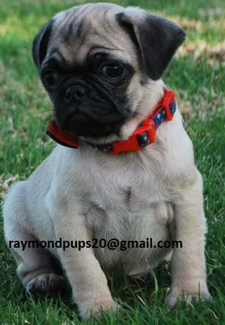 Sdtrained pug puppies ready for adoption