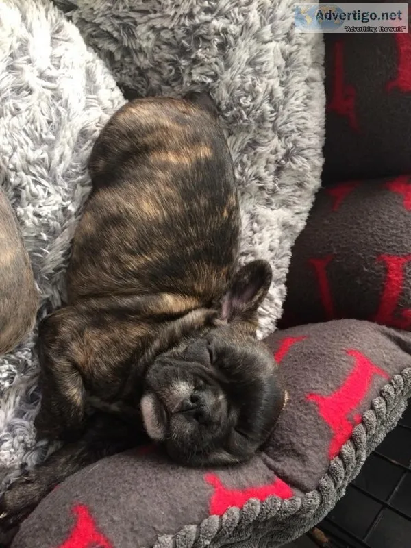 Clo- french bulldog puppy for sale 