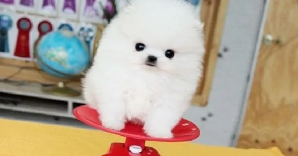 Adorable pomeranian puppies avaible