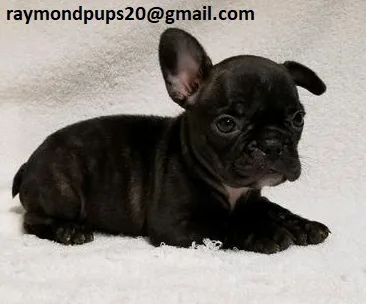 Rsre sweet french bulldog puppies ready