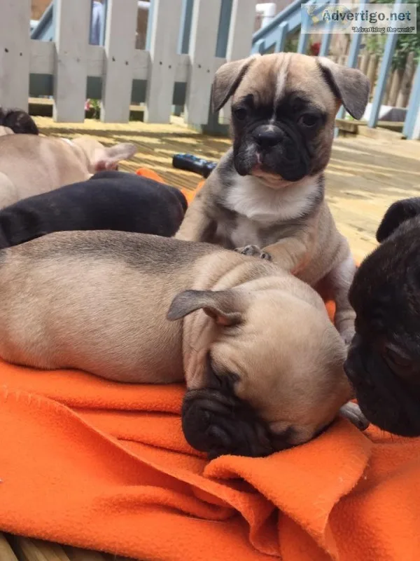 Daniella- french bulldog puppy for sale 