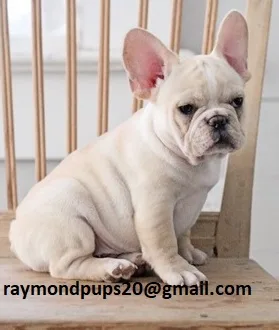 Iuy sweet french bulldog puppies ready