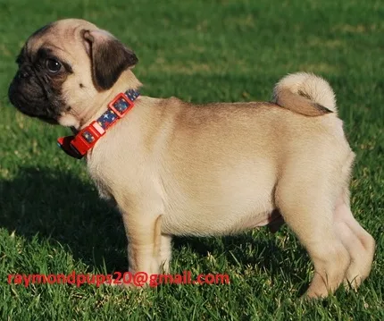 Cdtrained pug puppies ready for adoption