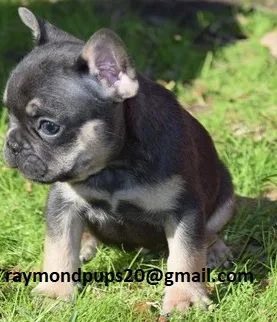 Gfre sweet french bulldog puppies ready