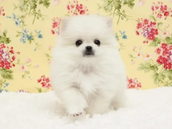 Sweet pomeranian puppies available