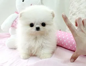 Teacup pomeranian puppies available