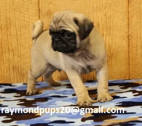 Htrained pug puppies ready for adoption