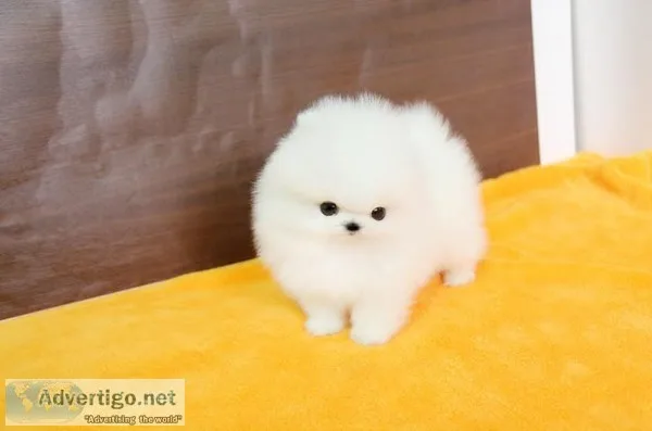 Lovely pomeranian puppies available
