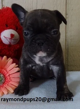 Gfde sweet french bulldog puppies ready