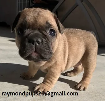 Jhgs sweet french bulldog puppies ready