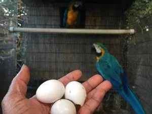 Parrots and parrots eggs for sale