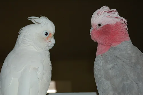 Parrots and parrots eggs for sale