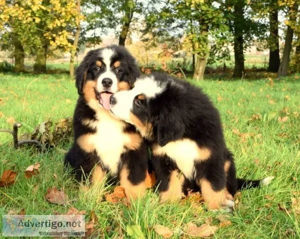  quality bernese mountain dog puppies: