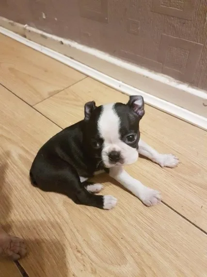 Boston terrier puppies for sale