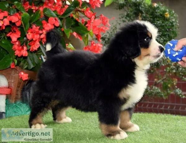 Bernese mountian dog 30% off