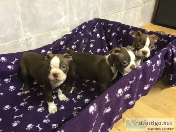 Boston terrier puppies for sale